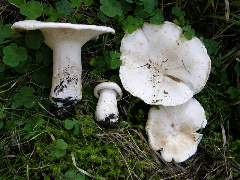 Leucopaxillus paradoxus da confermare.(cfr. L.candidus)